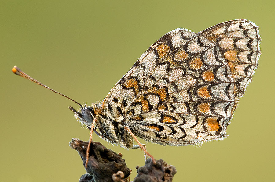 Nymphalidae - M. phoebe, B. hecate, M. athalia, M. didyma